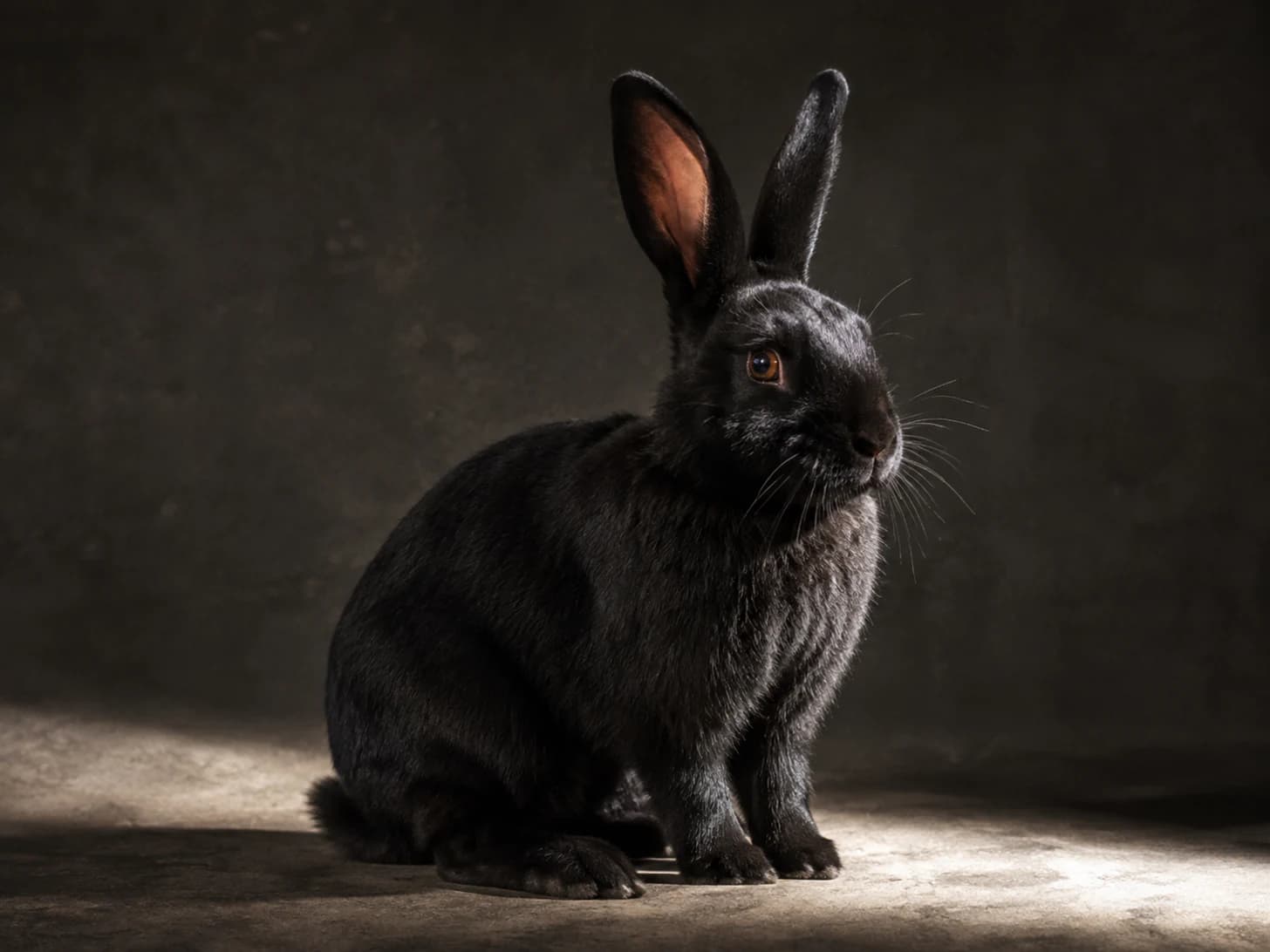 Onyx sat beautifully still for the portrait and then bit the light stand.