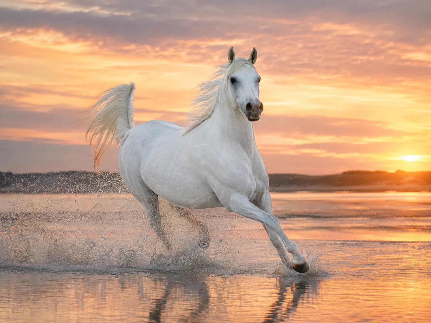 Zahra hits the shallow water at a flat gallop and soaks anybody standing within ten feet.