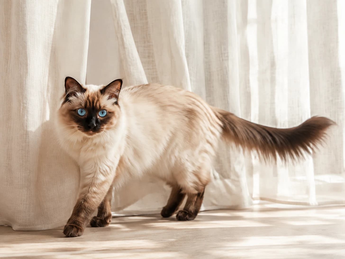 Mei crosses the sunlit stretch of hallway very slowly, in case anybody was not watching.