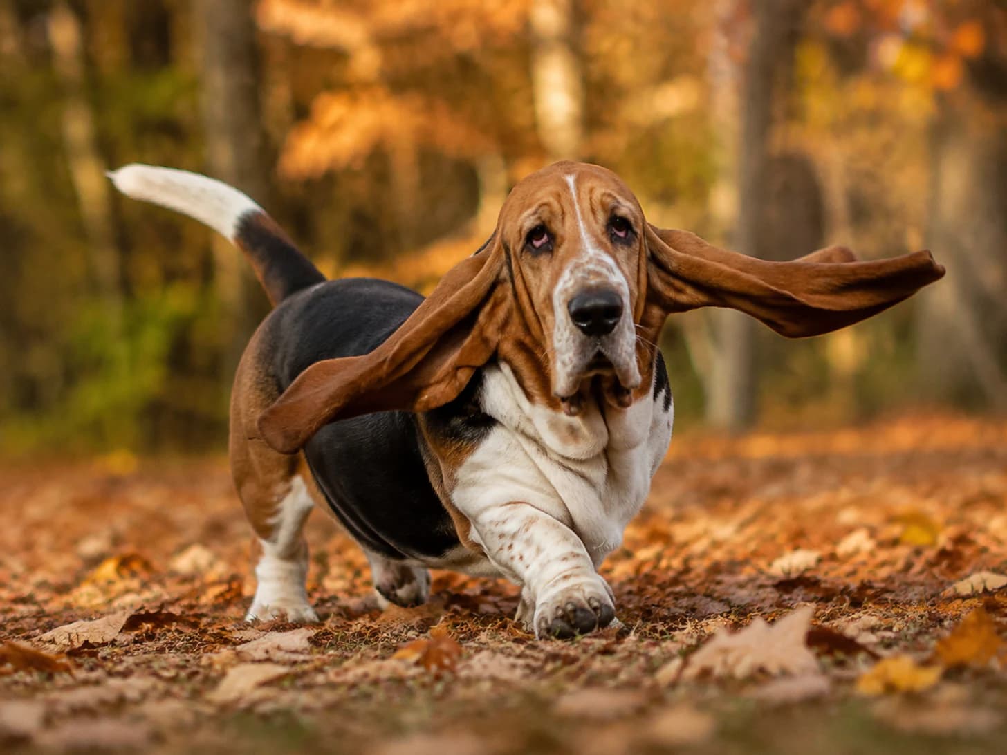 Bertie has picked up a scent, and the ears are simply along for the ride.