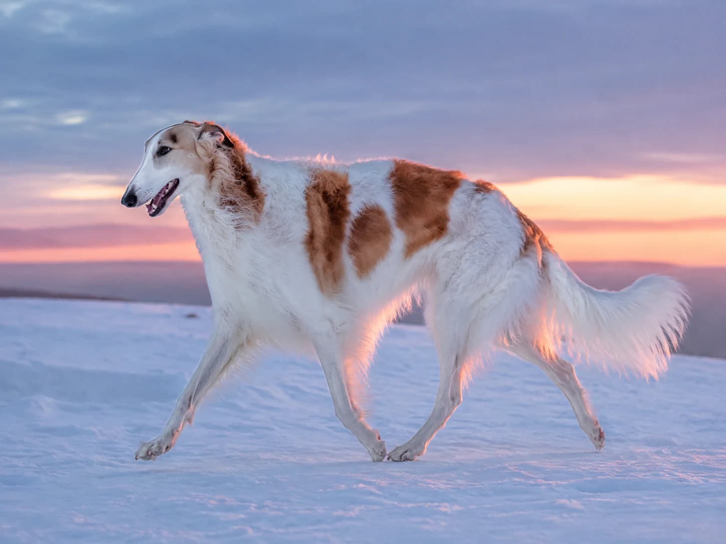 Nika walks the top of the hill at dusk, because that is where the sky is best.