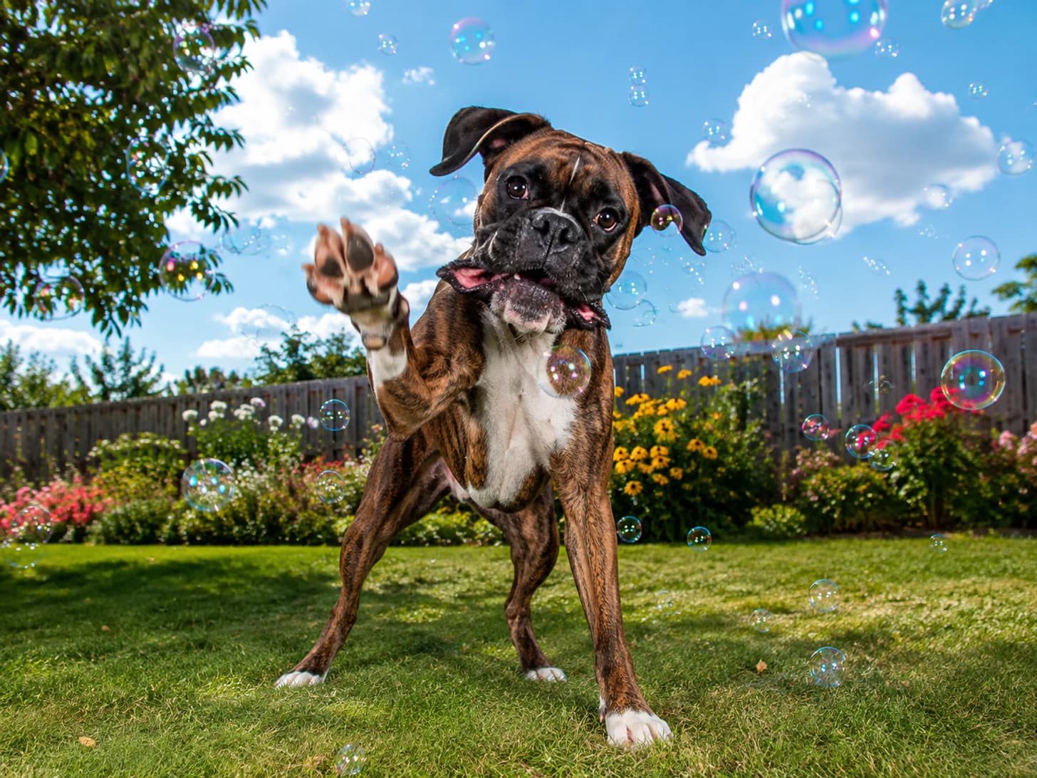 Rocky has been at war with the bubbles since June and is not currently winning.