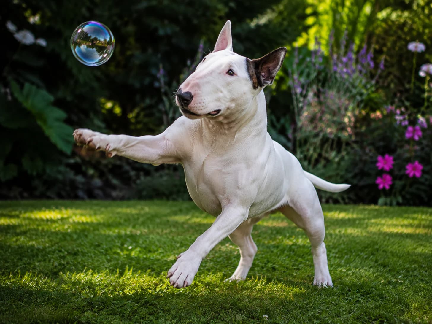 Bianca has never once caught a bubble, and has never let that discourage her.