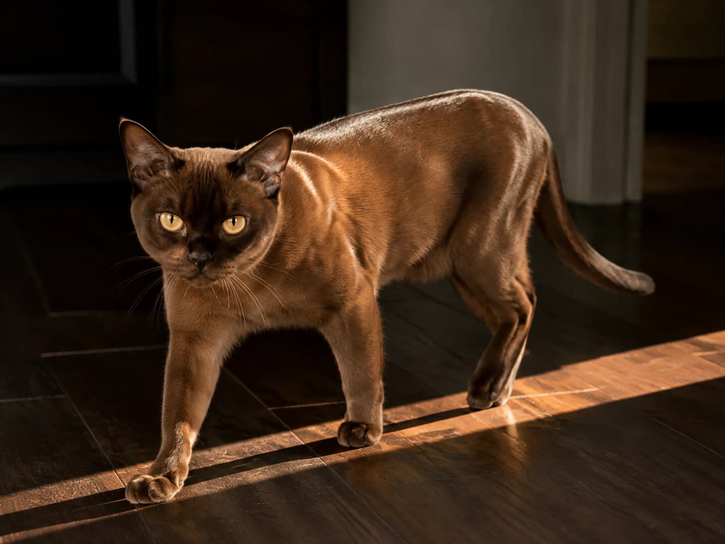 Mocha follows the sunbeam across the floor all afternoon, one length at a time.