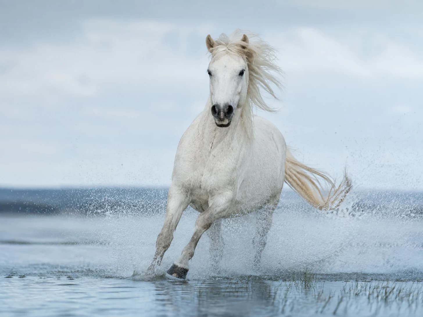 Blanca runs the shallows at full tilt and comes back completely white with salt.