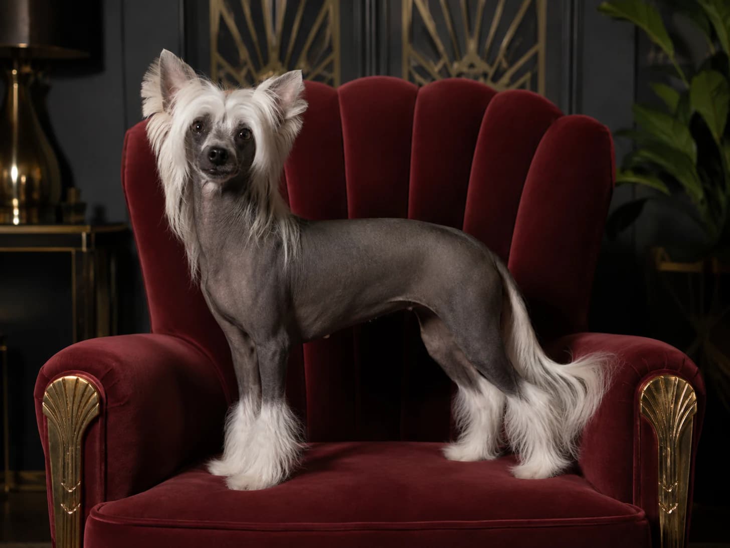 Dita picked the red chair, and nobody else has been permitted to sit in it since.