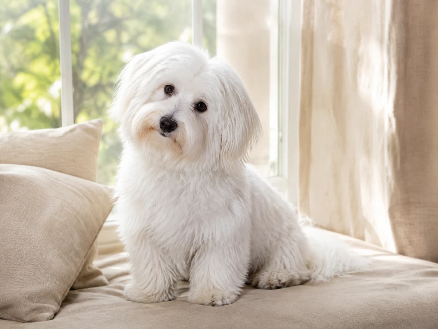 Cotton has the window seat, the cushions, and firm views about sharing either.