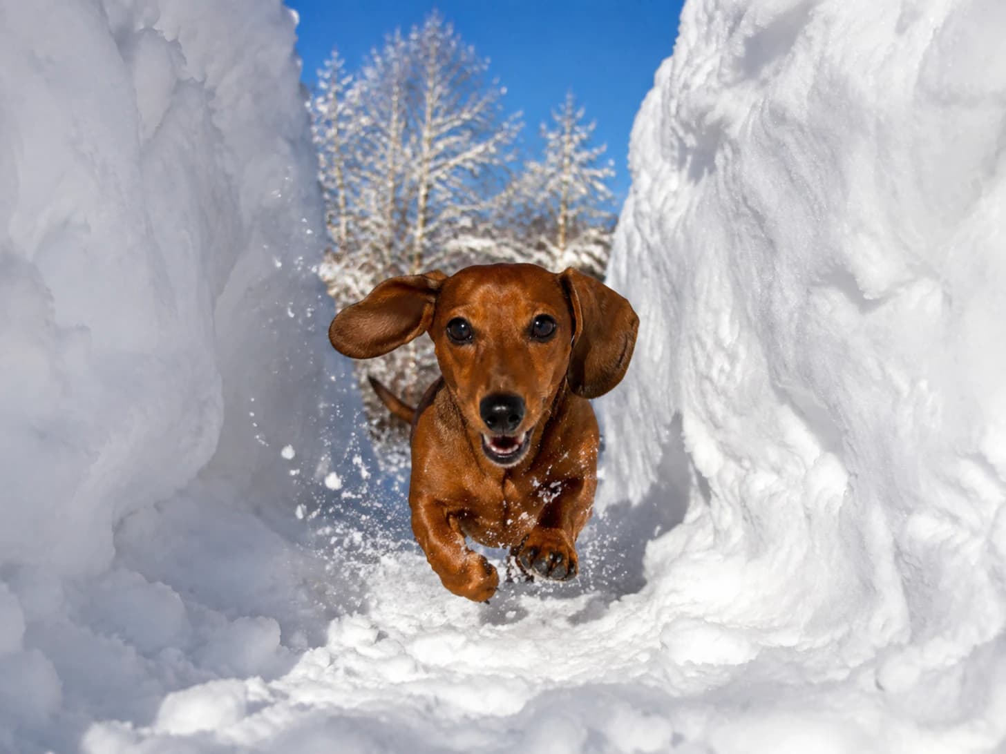 Frankie insists on the deepest snow available and then disappears into it entirely.