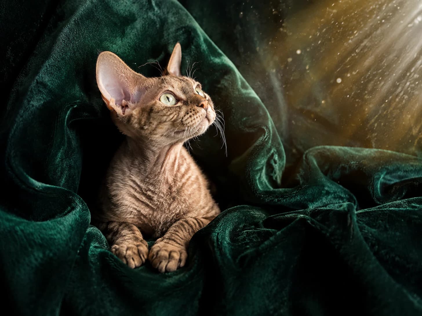 Elfie found the velvet throw and has not been seen on another surface since.