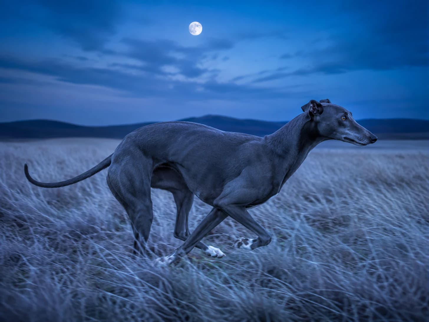 Mercury does one lap of the field at moonrise and is back before I have shut the gate.