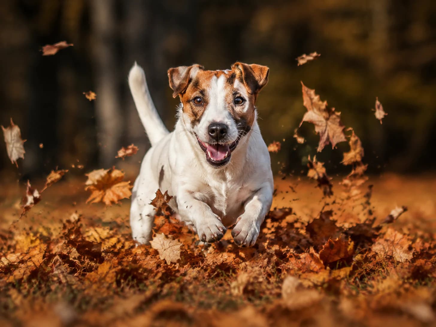 Digby goes through the leaf pile, never around it, every single time.