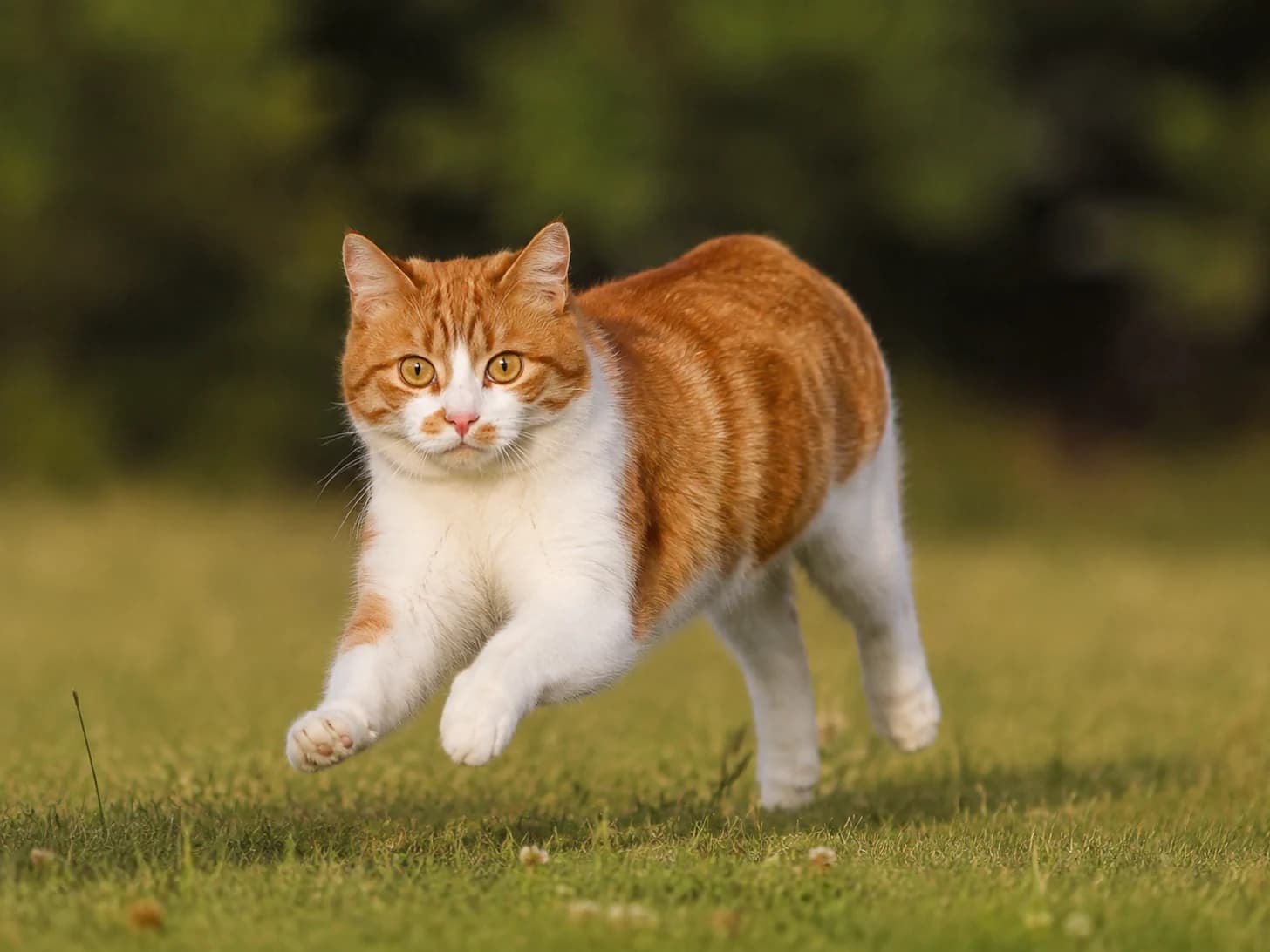 Pumpkin has no tail and still corners better than any cat I have owned.