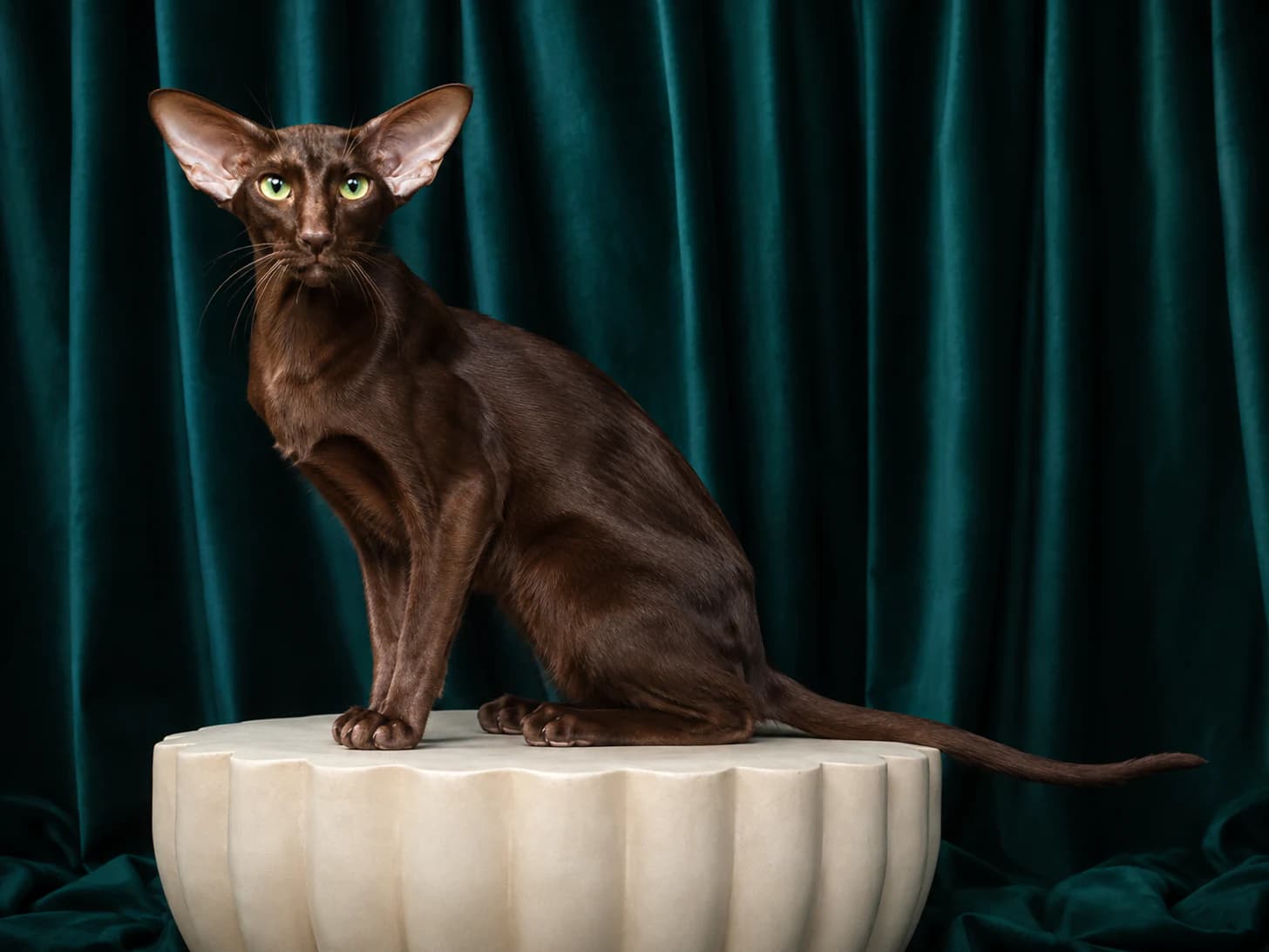 Valentino sits on the pedestal because that is plainly where he belongs.