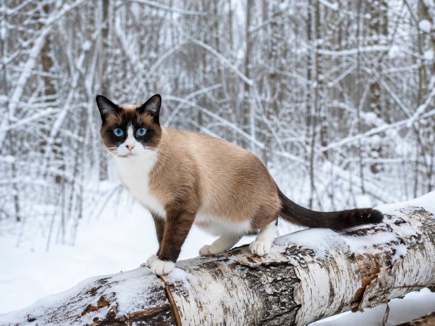 Yuki matches the wood so well in winter that I lose her twice on every walk.