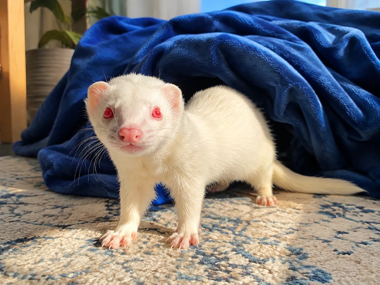 Marshmallow has stolen the blanket, dragged it off the sofa, and is now guarding it from me.