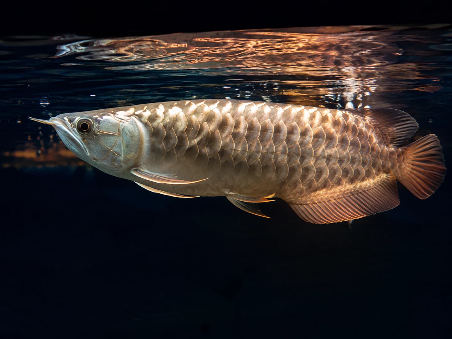 Sovereign patrols the top inch of the water and treats the rest of the tank as somebody else's problem.