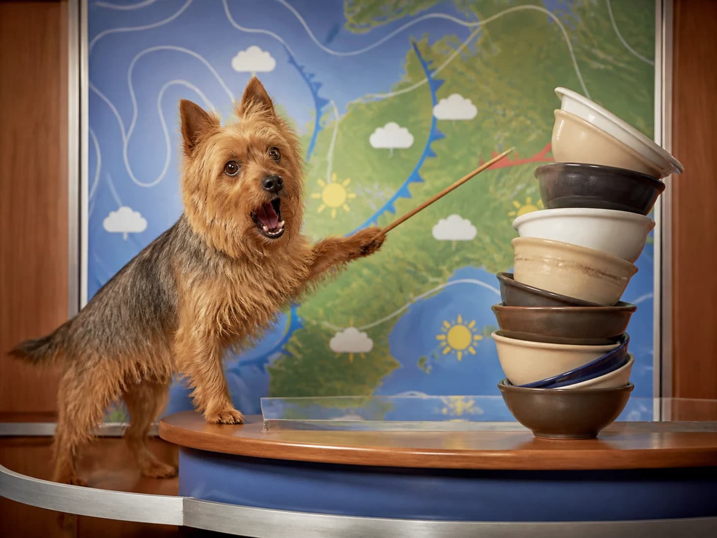 Kipper was promoted to weather forecaster surprised by its own forecast; unfortunately, a stack of empty bowls wobbles dangerously.