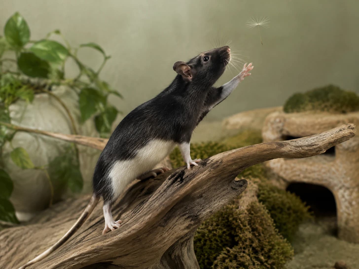Sooty reaches for the same dandelion seed every afternoon and has yet to catch a single one.