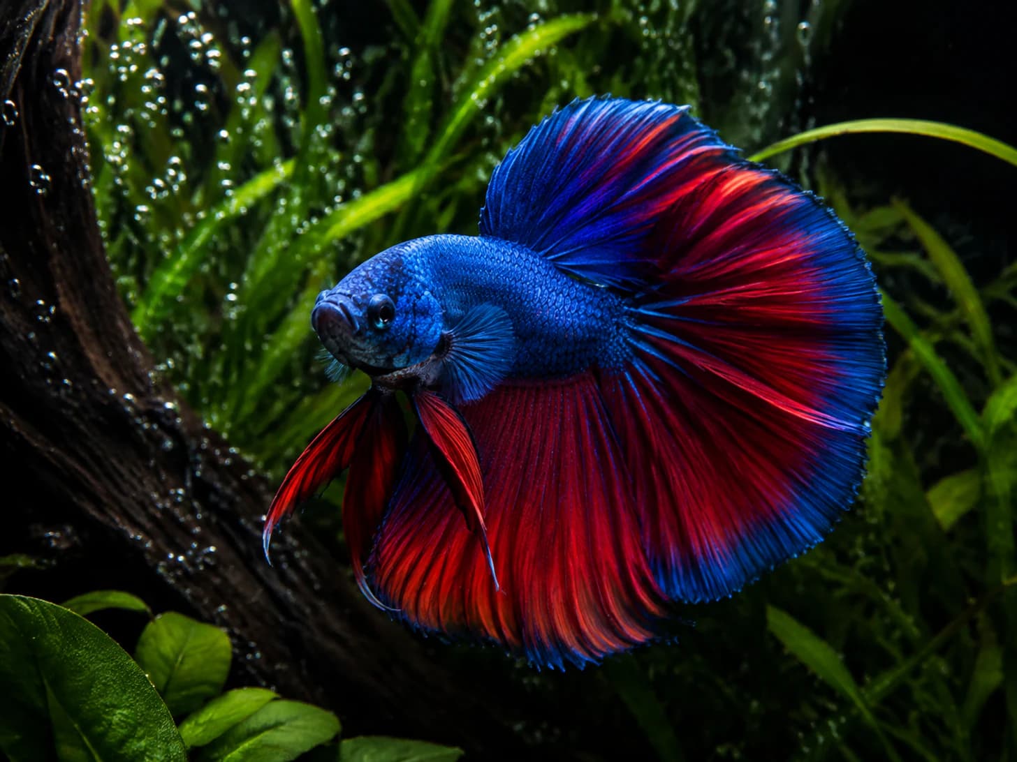 Sapphire spends the day arranging those fins and the evening admiring them.