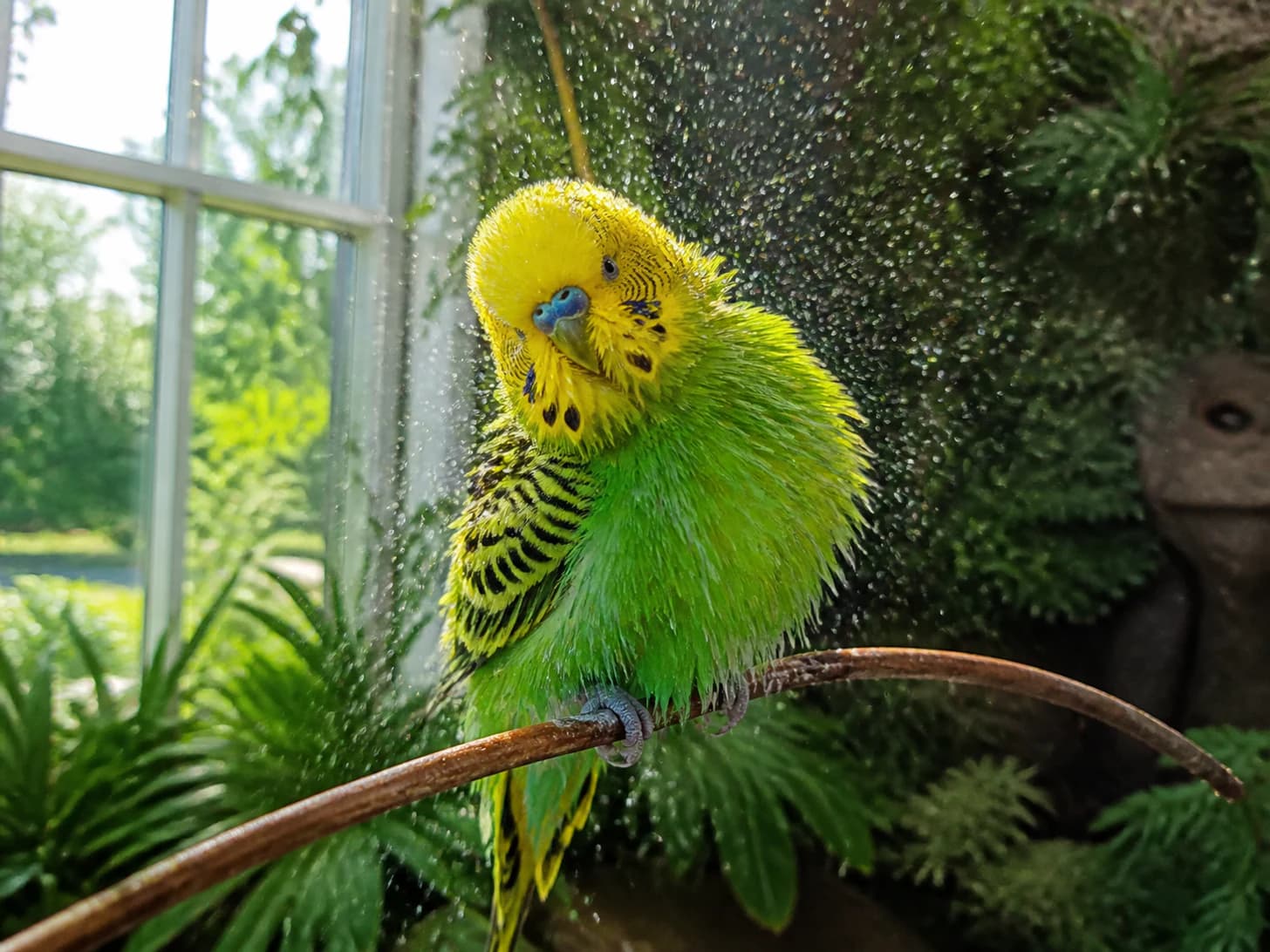 Mango waits by the window for the spray and then complains bitterly throughout.