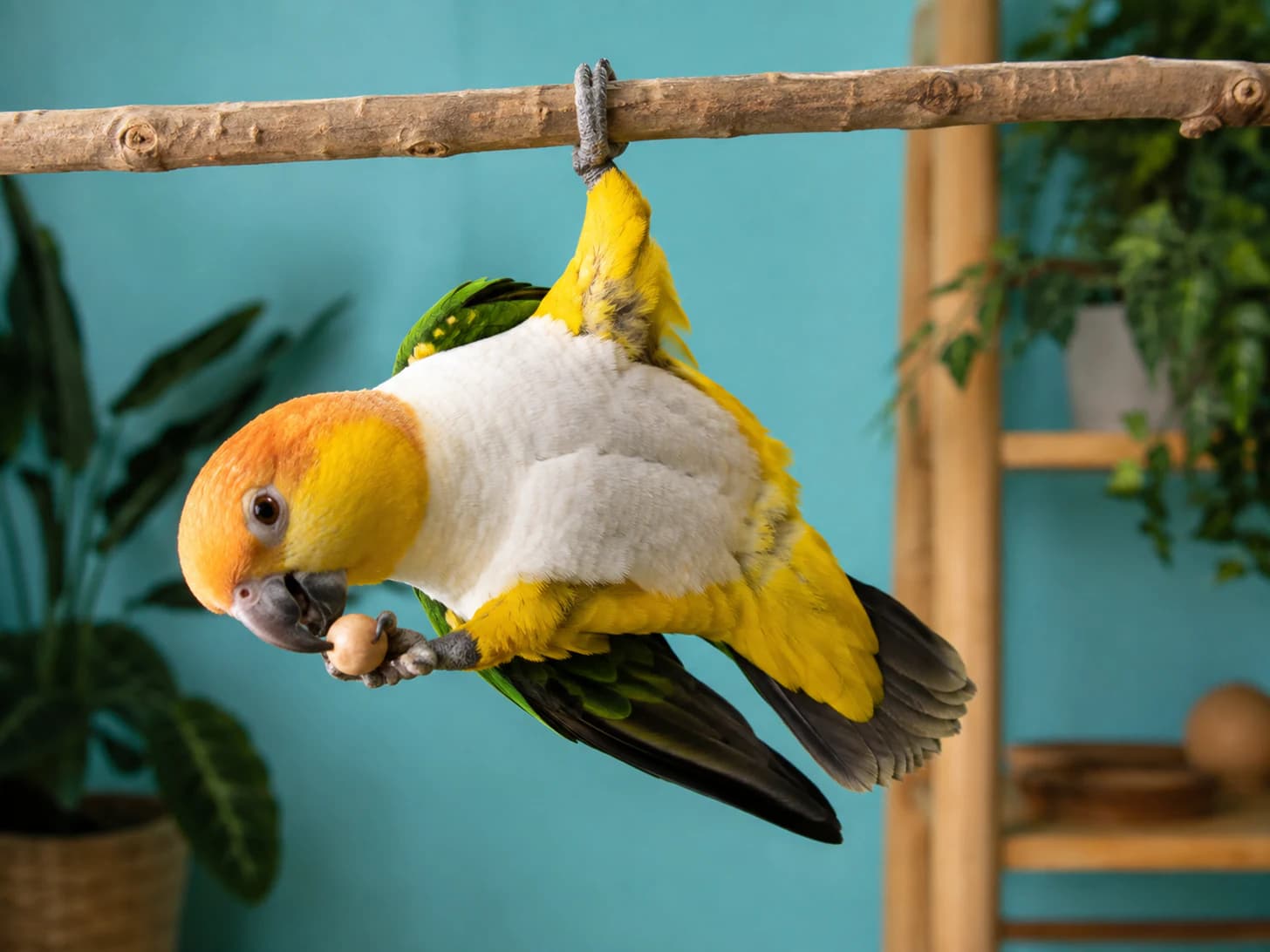 Pickle does everything upside down, eating included, and sees no problem with it.
