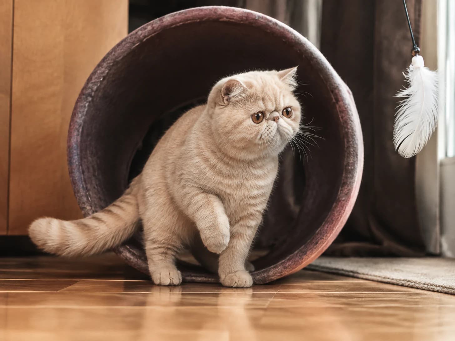Pudding came out of the tunnel for the feather, then thought better of the whole enterprise.
