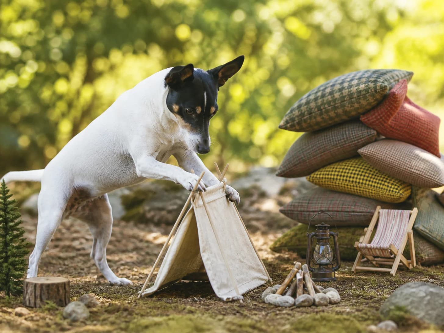 Clemence IV was promoted to camping guide assembling a tent much too small; unfortunately, a pile of cushions slowly topples.